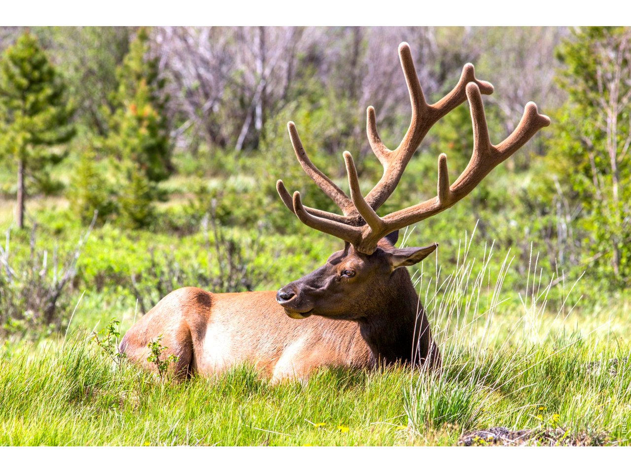One of the locals