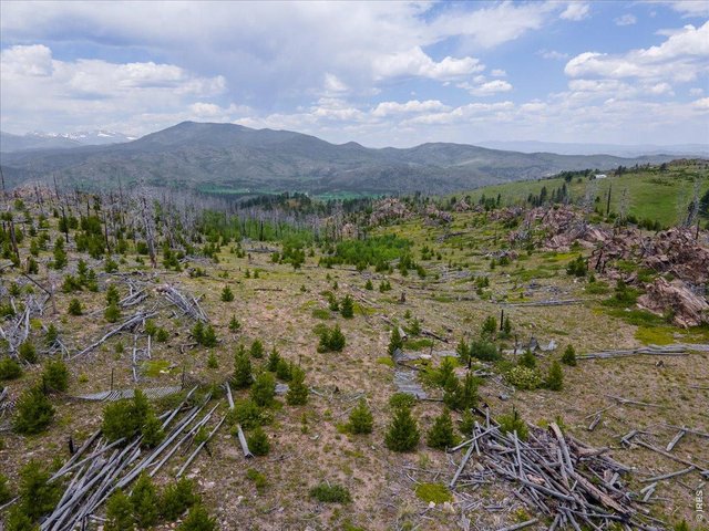 Property Photo 8 Lots of life and new growth in the wake of the High Park fire