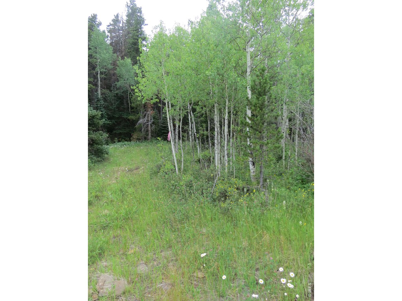 Aspen grove northern end of property