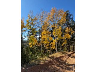 85 Remwood Cir Divide, CO 80814
