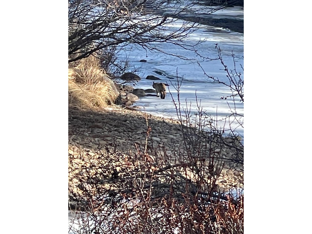 Plenty of Wildlife 
