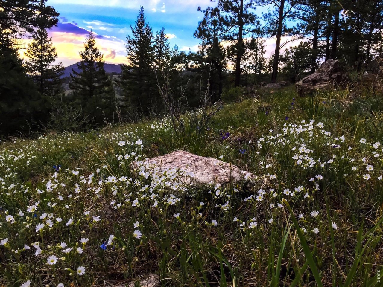 Due to the proximity to Lory State Park and Horsetooth Mountain Park nature abounds on this 40 acres! (Seller Provided Photo)