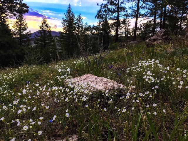 Property Photo 20 Due to the proximity to Lory State Park and Horsetooth Mountain Park nature abounds on this 40 acres! (Seller Provided Photo)