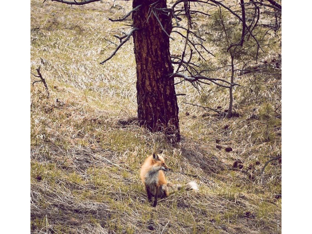 A curious visitor. (Seller Provided Photo)