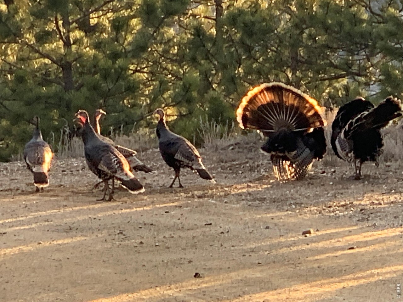 Plenty of turkeys live in this area as well! (Seller Provided Photo)