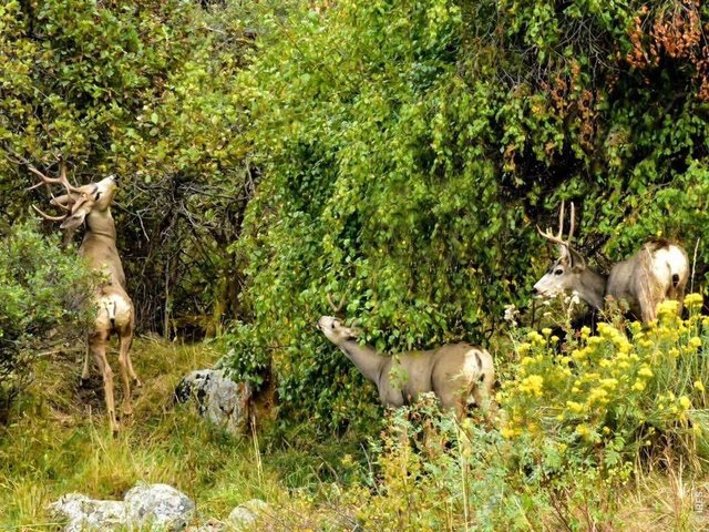 Property Photo 21 The Sellers often see wildlife on their property but haven't had any concerns as a result. (Seller Provided Photo)
