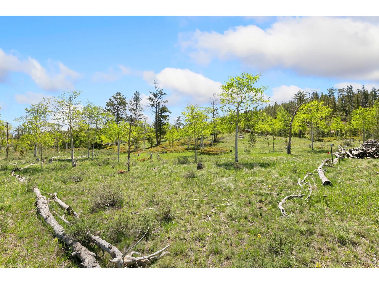 Many trees but not too many but still give privact