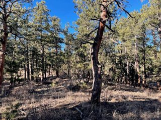 0 Pine Dr Lyons, CO 80540