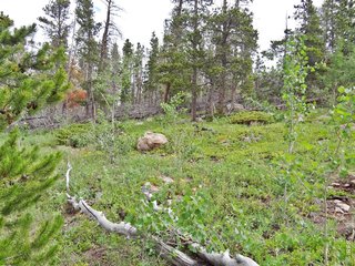 1683 Osage Trl Red Feather Lakes, CO 80545