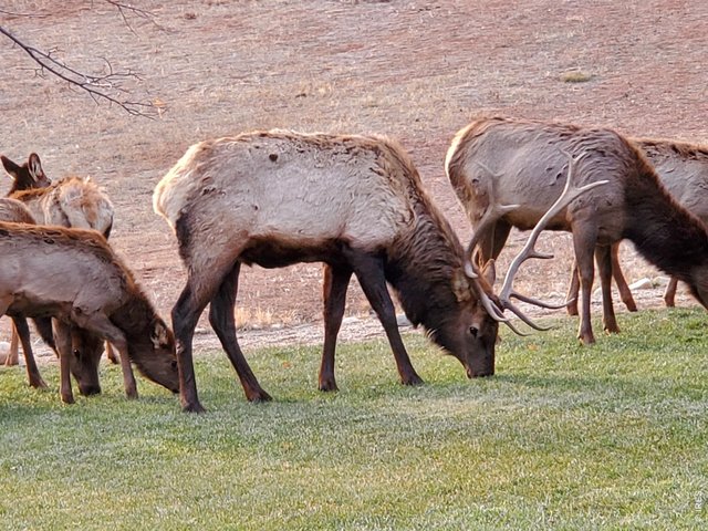 Property Photo 44 Seller Provided Photo of Elk Seen Around the Property