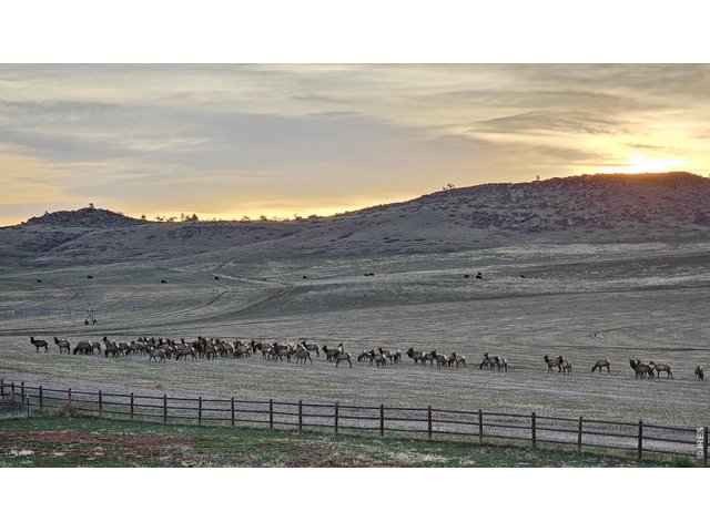 Property Photo 43 Seller Provided Photo of the Elk Passing Through!