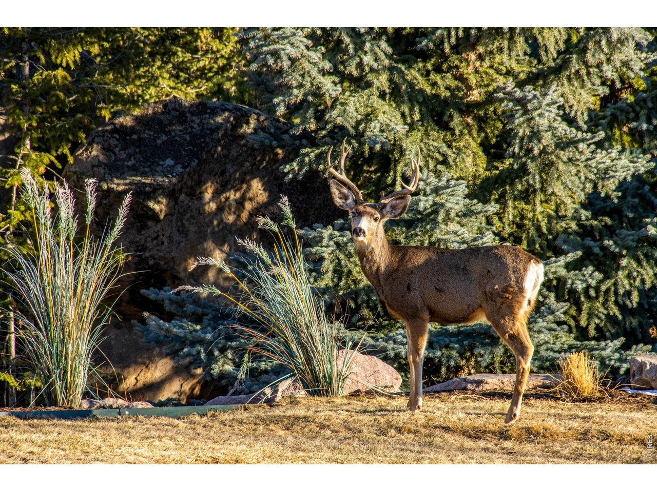 Incredible Wildlife