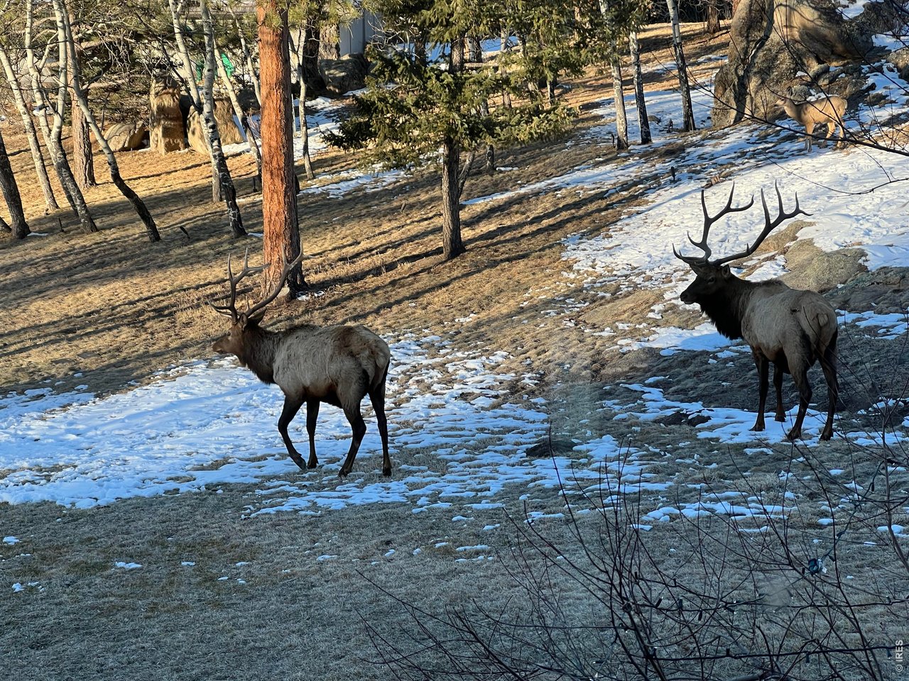 Seller Photos of all the wildlife which frequent the property