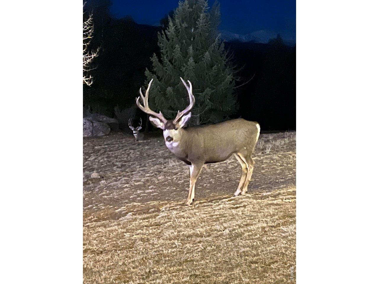 Seller Photos of all the wildlife which frequent the property