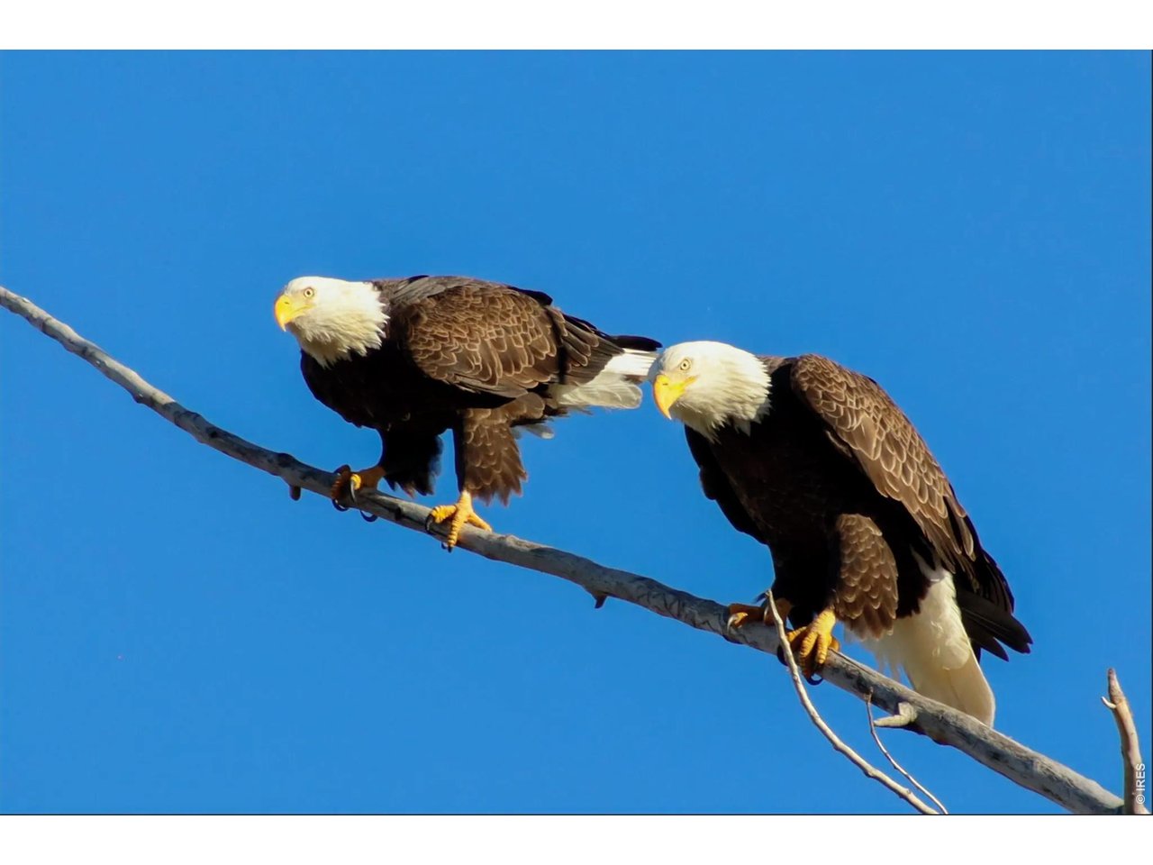 Bald eagle family living on propertyf