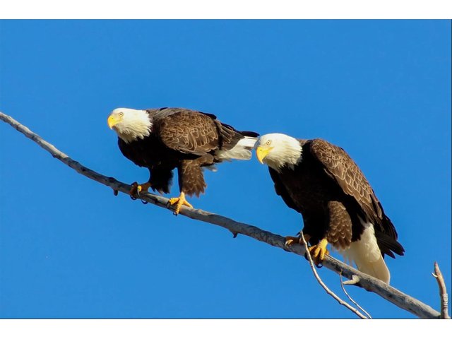 Property Photo 36 Bald eagle family living on propertyf