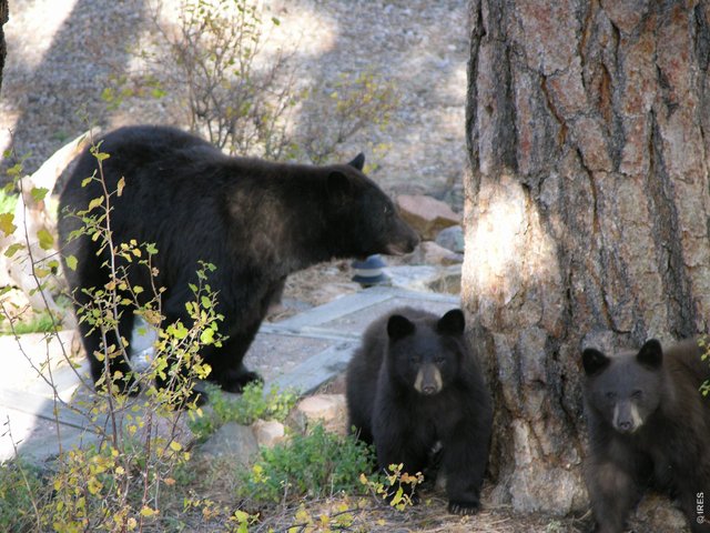 Property Photo 48 Enjoy the Wildlife