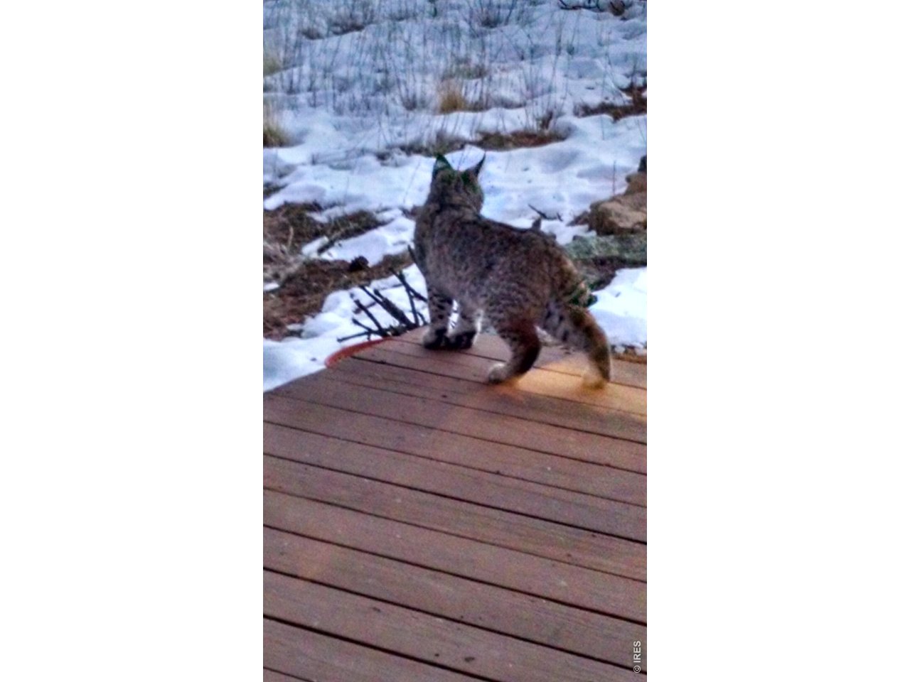 Trusting Visitor
