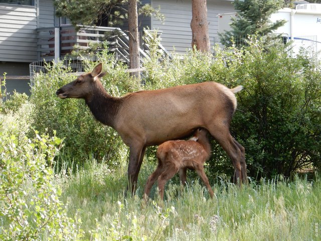 Property Photo 3 Abundant Wildlife!
