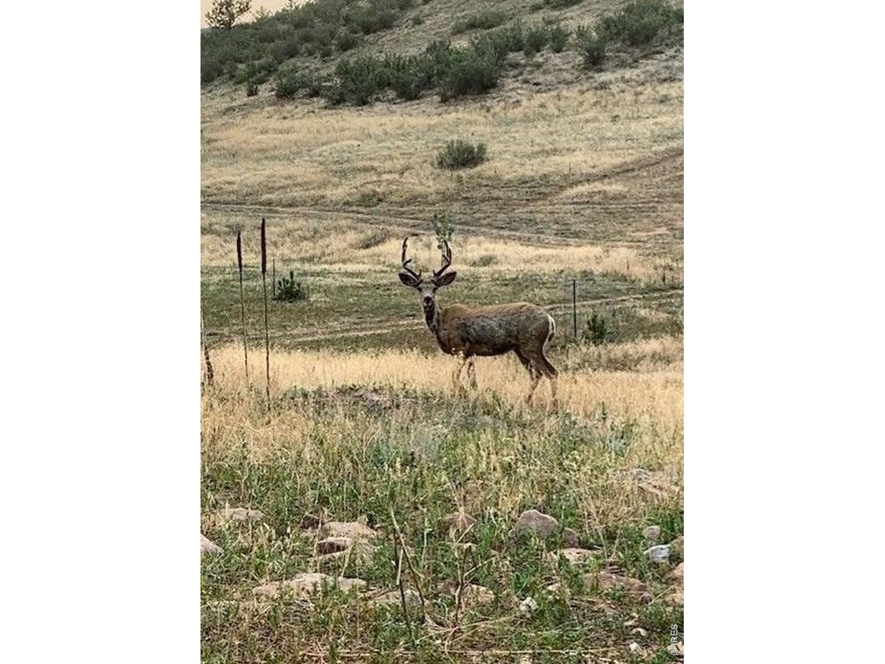 Wildlife abounds! In heart of the beautiful Lyons Colorado.