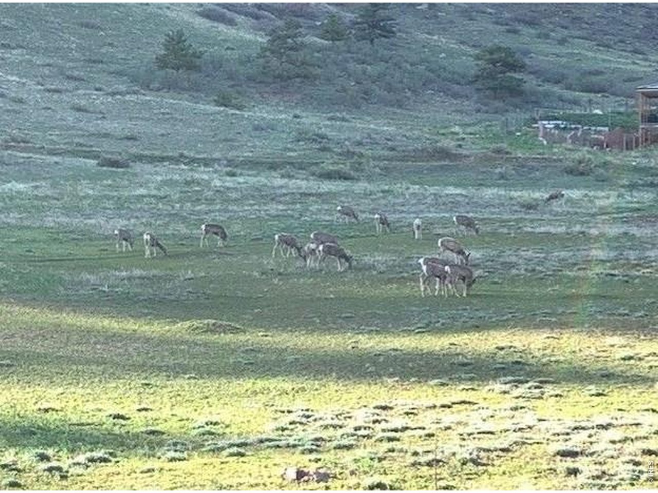 Watch gorgeous Colorado wildlife - deer at dusk!