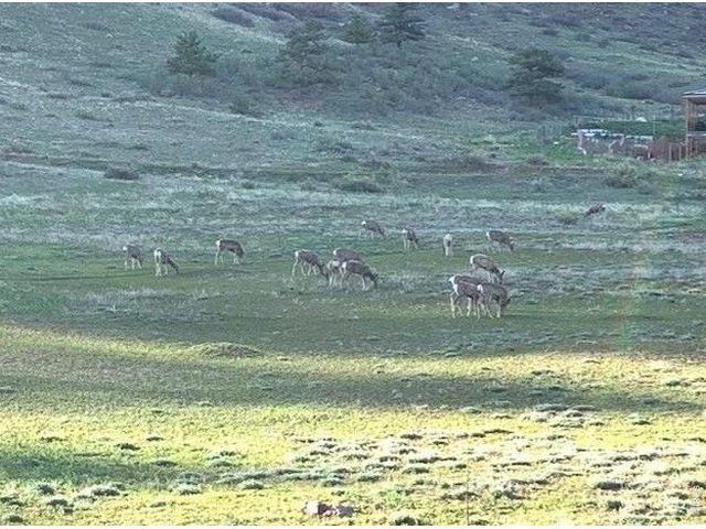 Property Photo 10 Watch gorgeous Colorado wildlife - deer at dusk!