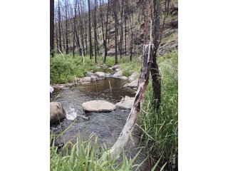 439 Redtail Ridge Way Bellvue, CO 80512