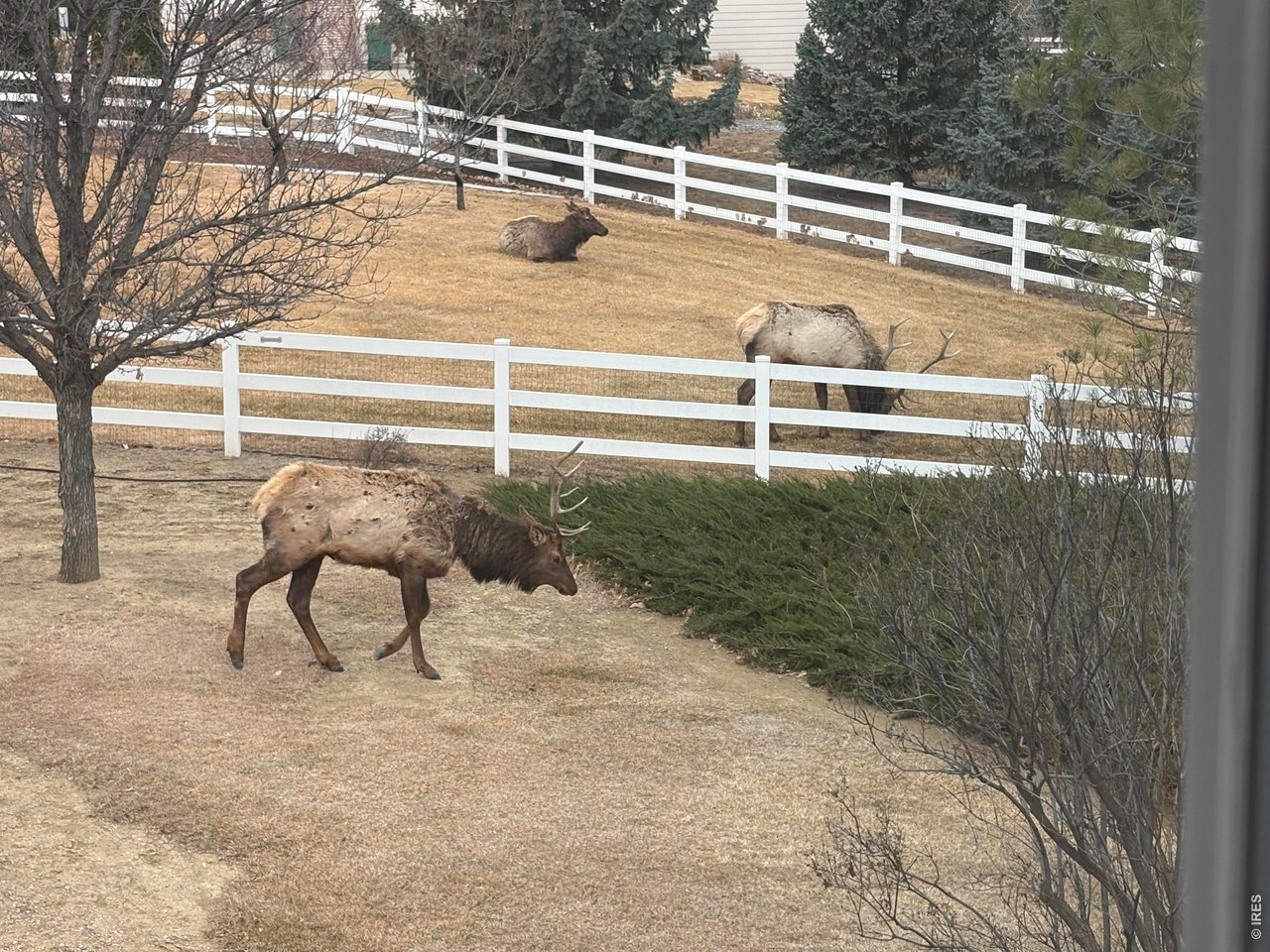 Majestic Elk 
