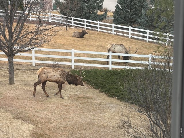Property Photo 46 Majestic Elk 
