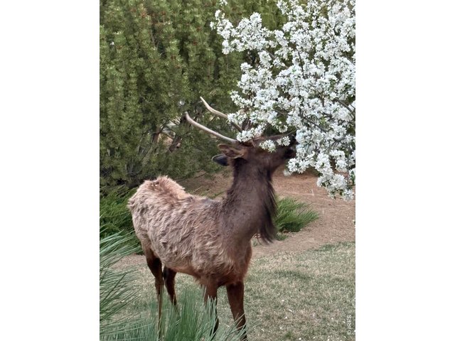Property Photo 47 Spring Blossoms attract visitors to dine!
