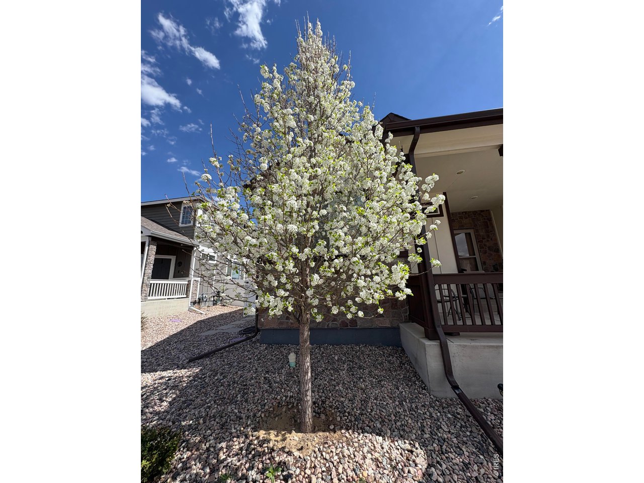 Flowering Tree