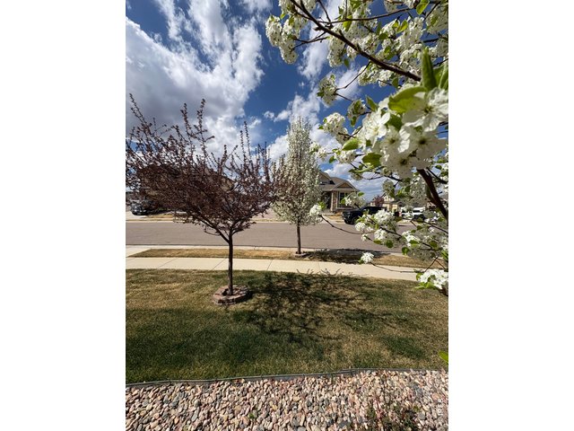 Property Photo 9 Another view of the flowering trees