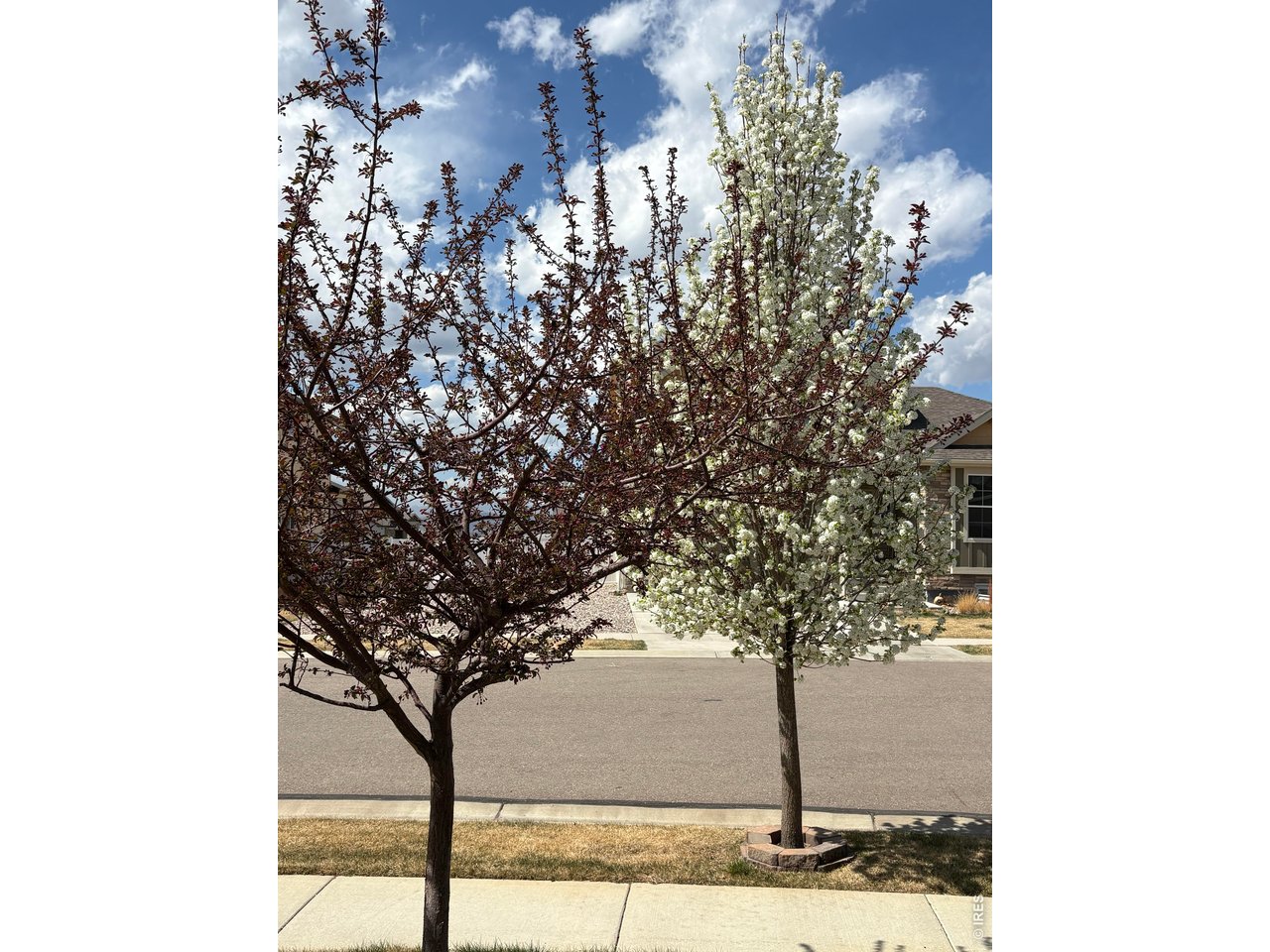 Flowering Trees