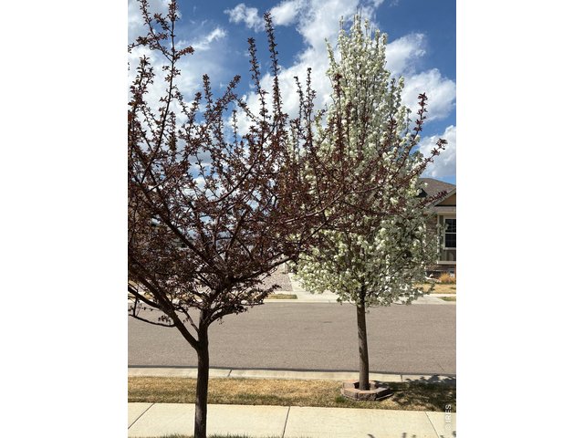 Property Photo 45 Flowering Trees