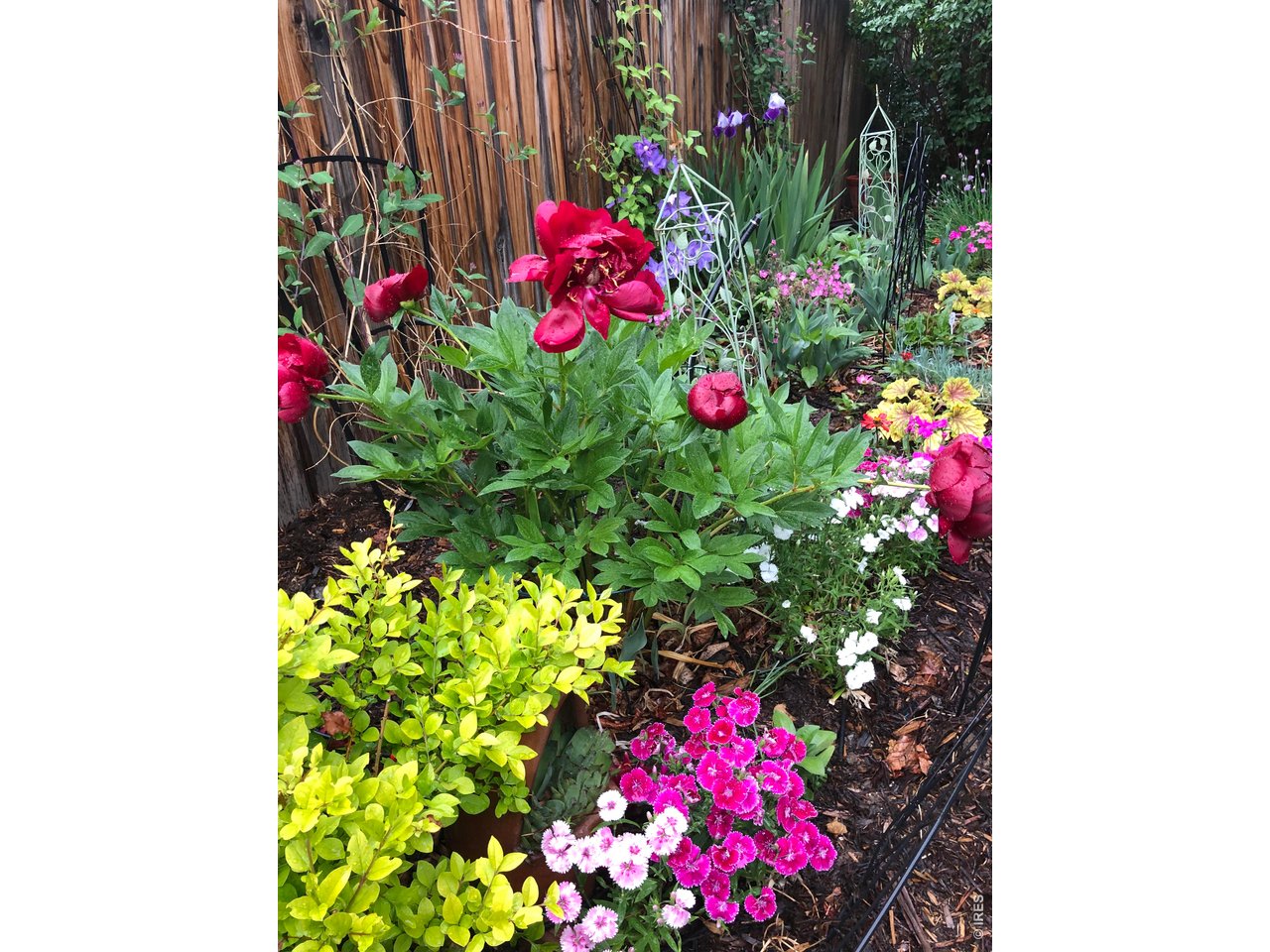 Back Yard low Maintenance Gardens 