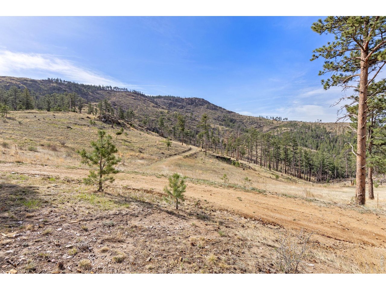 Some of the area was previously burned years ago but the area has since then come back to life and is loved by the local wildlife!
