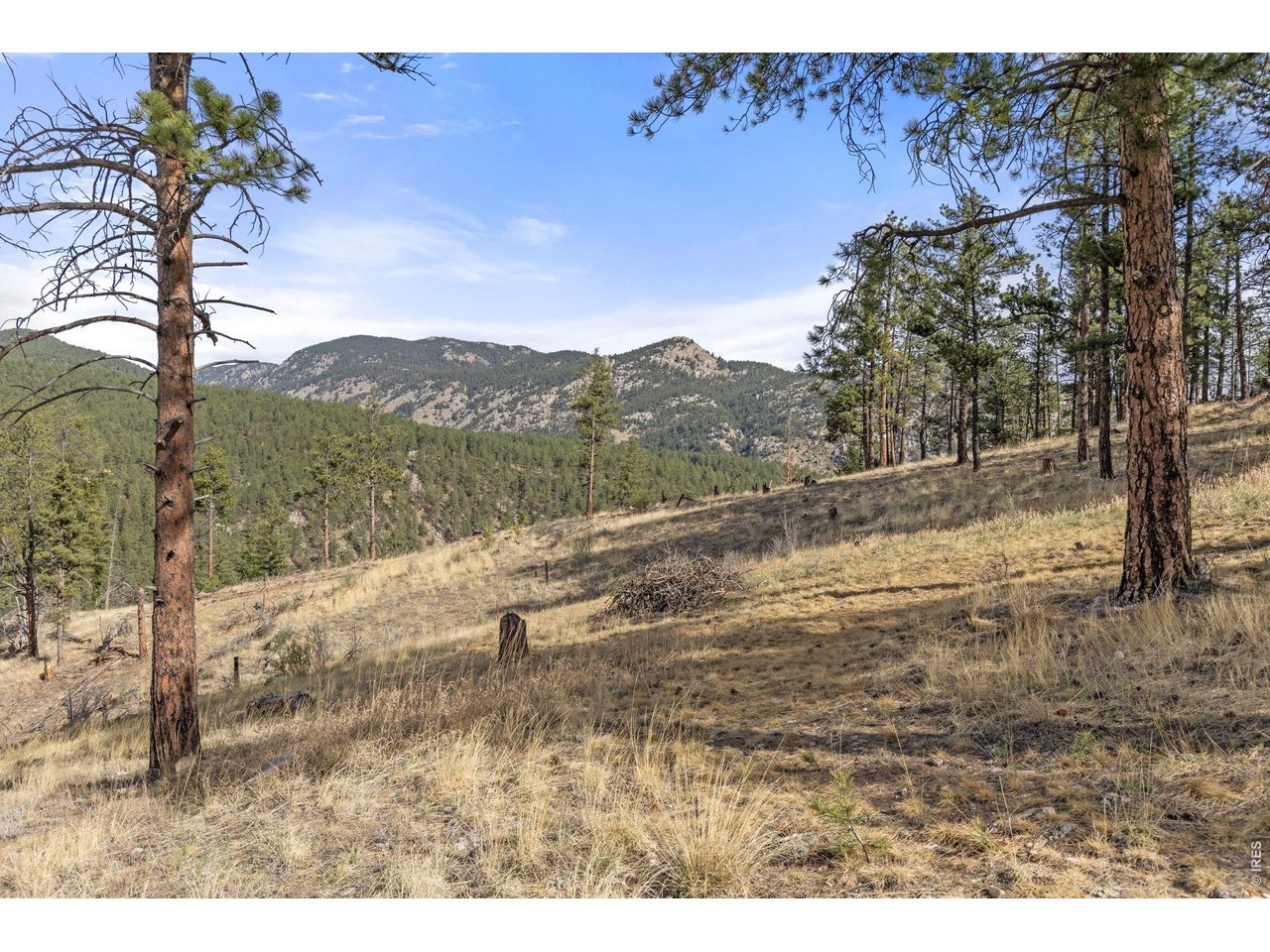 Forested mountain views in every direction!