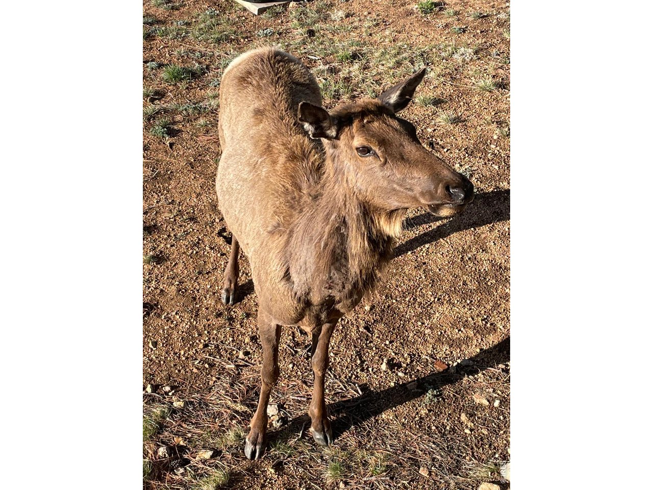 Elk