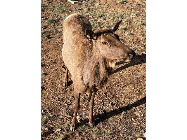 Property Photo 35 Elk