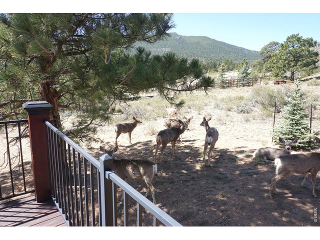 Property Photo 36 Neighborhood Deer