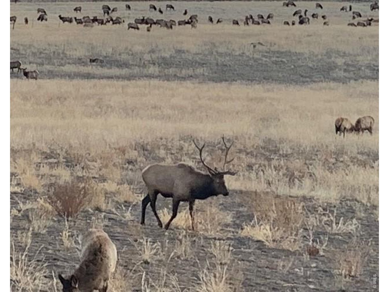 Right outside your front yard! This is an elk migration area. Owners took this photo from their front yard patio