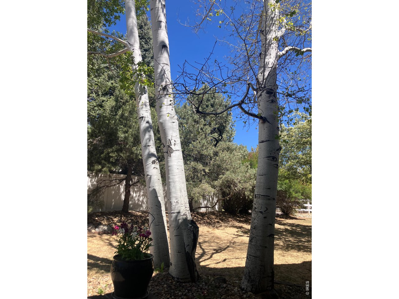 Mature Aspen Trees 