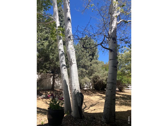 Property Photo 40 Mature Aspen Trees 