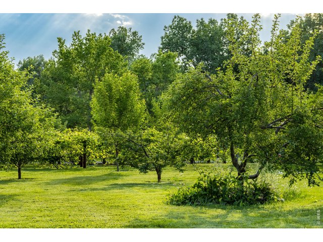 Property Photo 6 Producing fruit trees galore - apple, cherry, peach, plum, and mulberry!