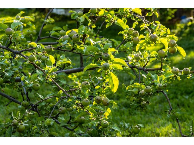 Property Photo 7 Apple trees!