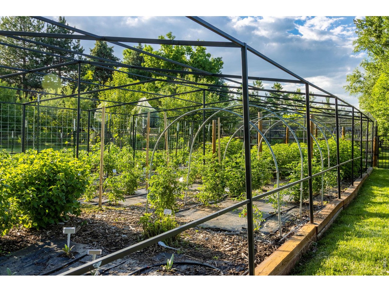 Vegetable garden