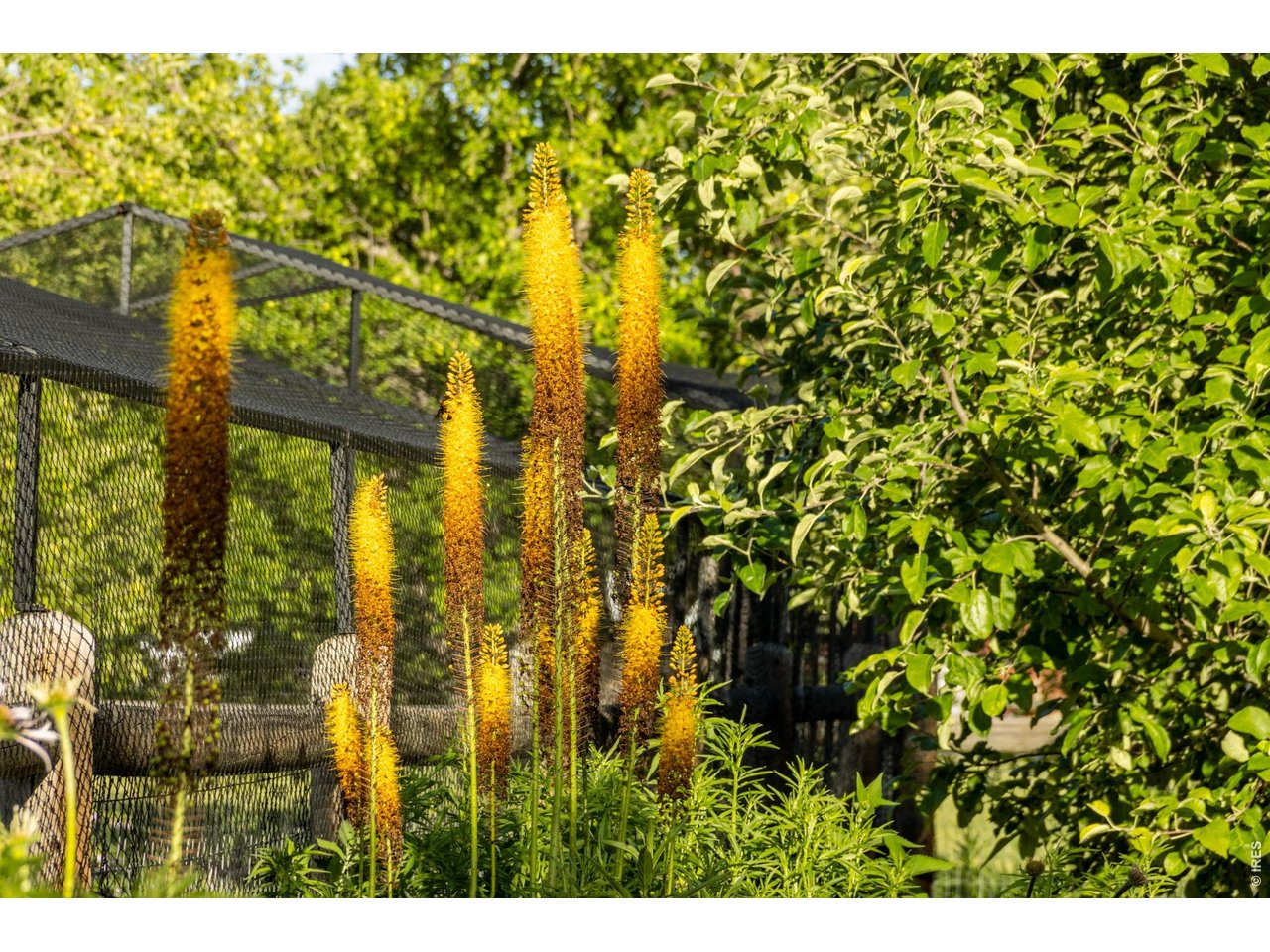 Just ONE example of the many, many stunning flowers on this property - Foxtail Lily!