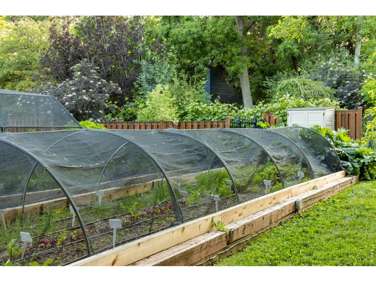 Shade covered row in vegetable garden