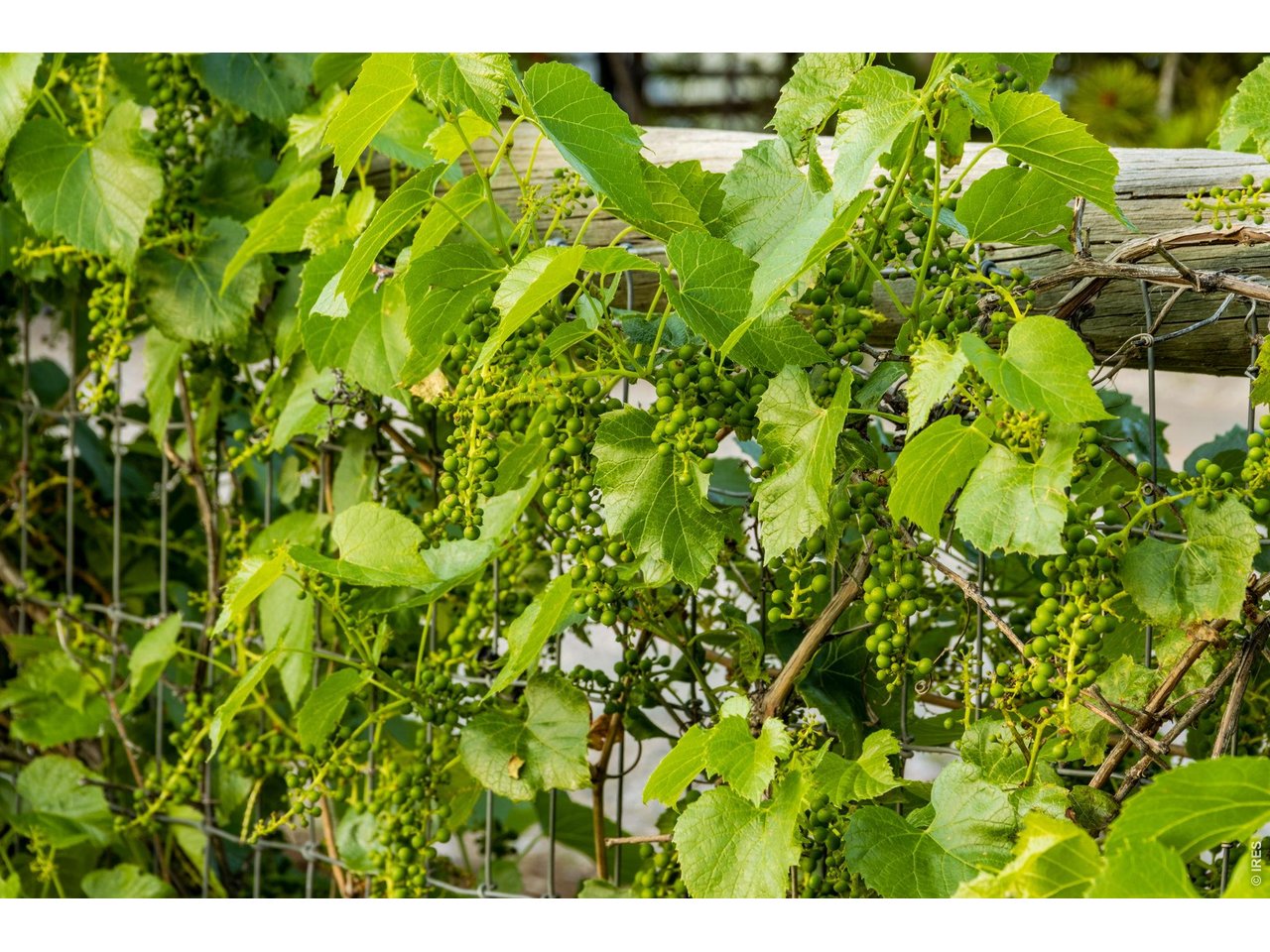 Grapevines!