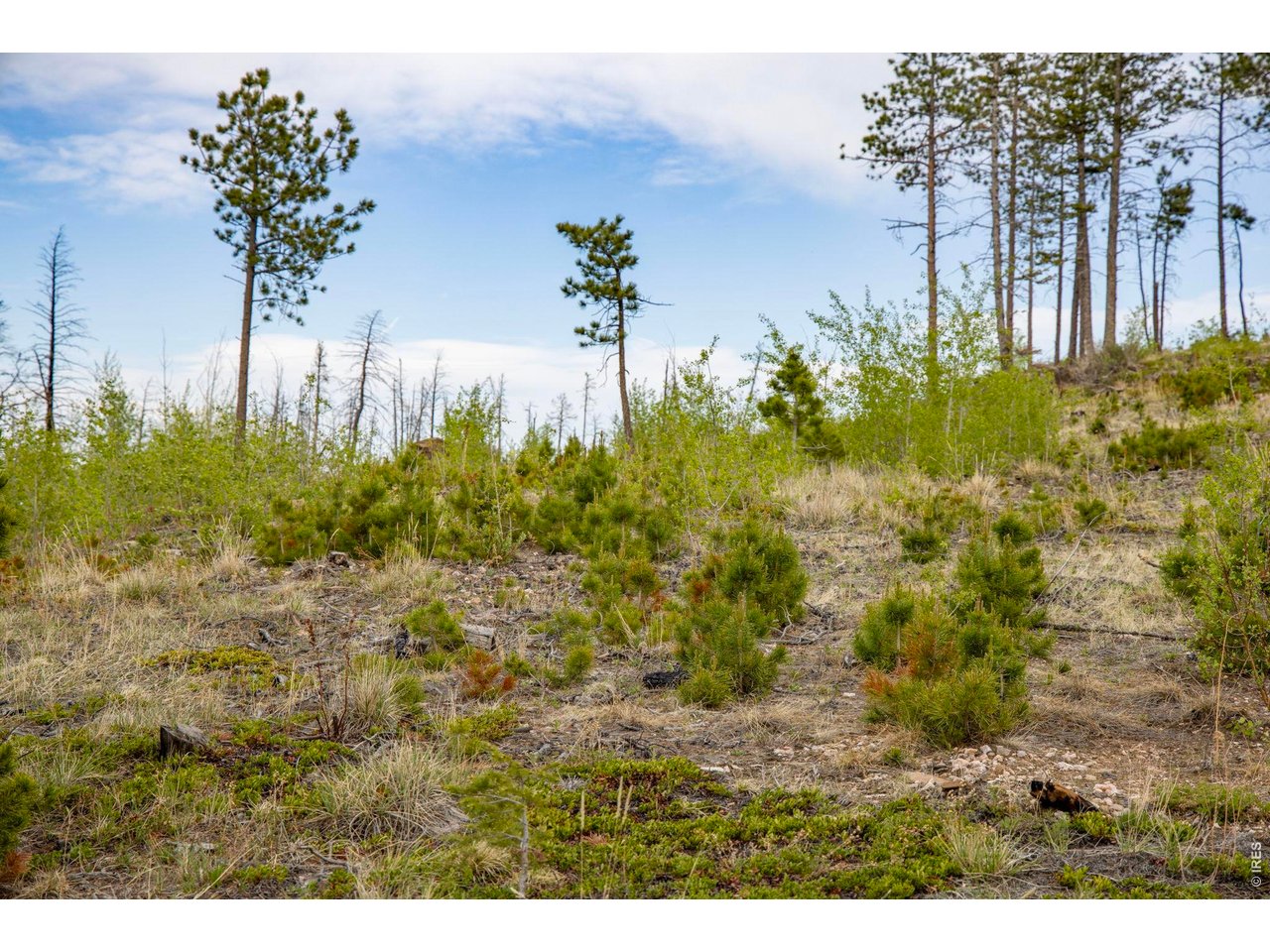All these young trees will soon be strong and tall!